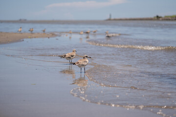 dos gaviotas contemplando el mar con fondo de muelle