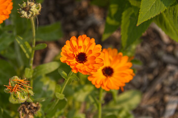 Calendulas Blooming in the Summer