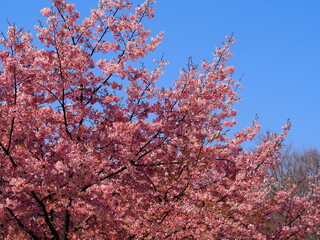 the beautiful cherry blossom i nJapan