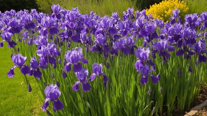 Obraz premium A Stunning Vista of Violet Iris Blooms in a Lush Green Garden with a Touch of Yellow