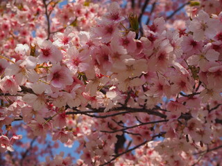 the beautiful cherry blossom i nJapan