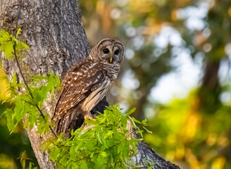 Barred I on work perched in an oak tree