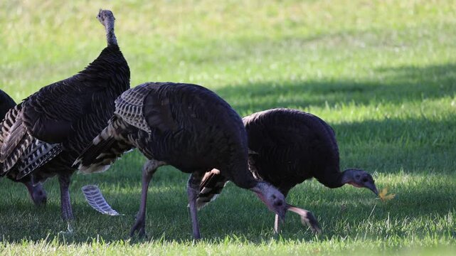 turkey in the field