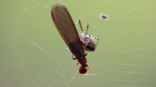 spider on a web