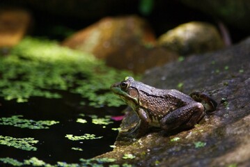 frog in pond