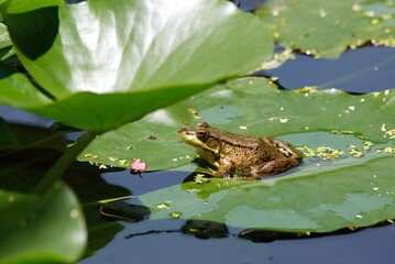 frog in pond