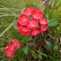 euphorbia flowers