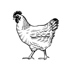 Vintage Rooster Line Art Illustration for Farm Logo and Agriculture Design