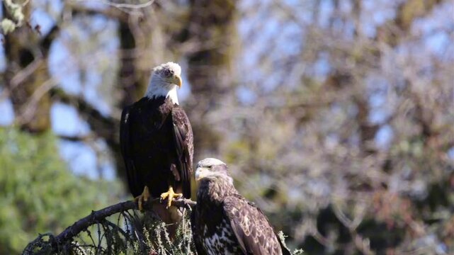 A Blind Eagle On A Tree