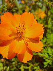 Orange Cosmos Blossom in Close-up