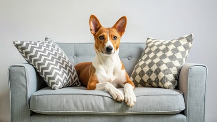 Obraz premium Basenji Dog Couch, Grey Sofa, Modern Home, Charming Canine, Dog Photography, Pet Portrait, Cozy Interior, Animal Photo