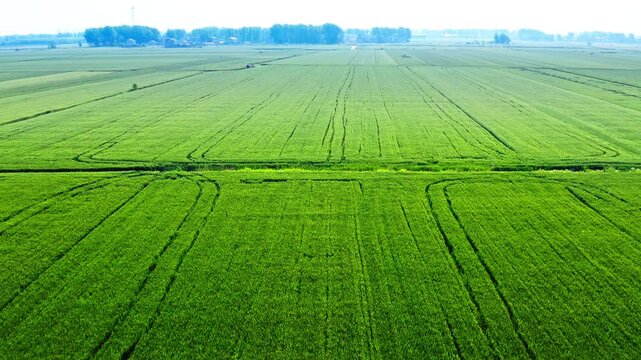 Aerial view of green wheat field natural landscape in farm