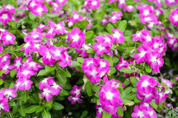 Madagascar Periwinkle (Catharanthus roseus) in full bloom
