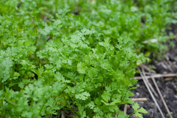 Obraz premium Coriander growing in a garden bed.