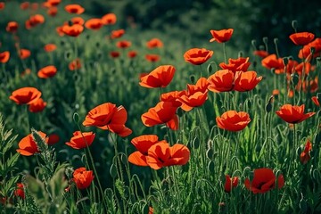 Obraz premium Beautiful Red Poppy Flowers in a Green Meadow