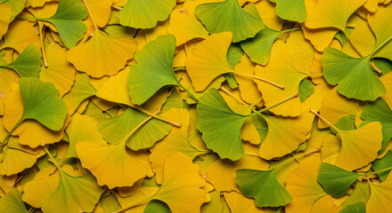 Overhead View of Broad Ginkgo Leaves Filling the Entire Frame