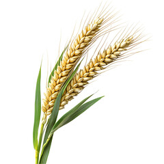 Golden Wheat Stalks on Black Background