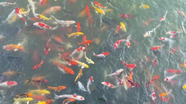 The Taisho Sanshoku : yellow, white, red (Hi) and black (Sumi)