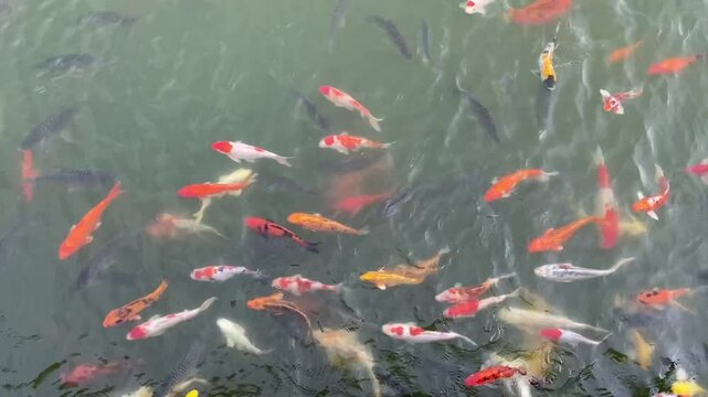 The Taisho Sanshoku : yellow, white, red (Hi) and black (Sumi)