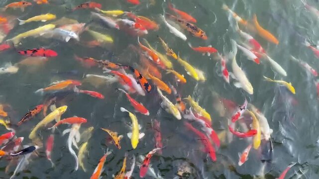 The Taisho Sanshoku : yellow, white, red (Hi) and black (Sumi)