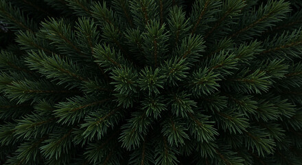 Overhead View of Spruce Needles Only