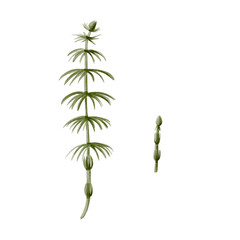  Horsetail plant. Ancient prehistoric greenery. Grows in forests and swamps. Green stem and long leaves. Watercolor illustration isolated from background. Hand drawing.
