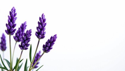 Naklejka premium Several lavender sprigs, vibrant purple hues, against stark white , summer, flower, purple