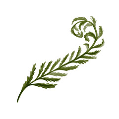 fern leaf. Carved complex green plant leaf. Prehistoric fern is curved. Stem and many leaves. Watercolor illustration isolated from background. Hand drawing