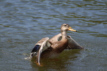 Duck preparing to flap its wings