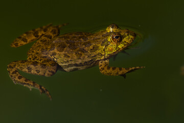 frog in the pond