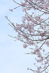 日本周遊　初夏の陽気の東秩父あたり