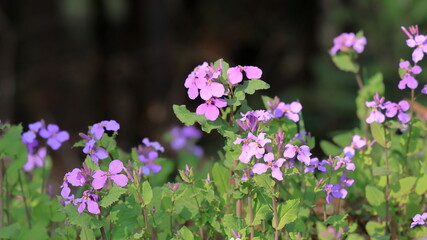 日本周遊　初夏の陽気の東秩父あたり