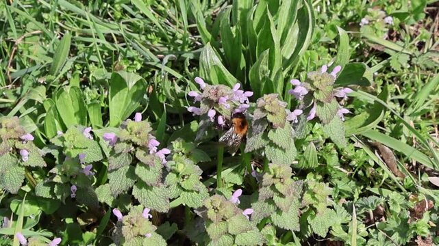Printemps pr&eacute;coce : lamier pourpre et bourdon