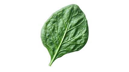 Fototapeta premium Fresh Green Leaf Isolated on Black Background for Culinary and Health Concepts