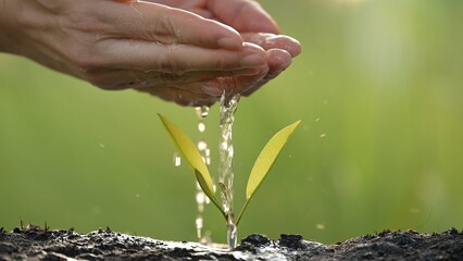 Nurturing business growth through sustainable practices green innovation hand watering seedling nature focused environment positive concept for future development