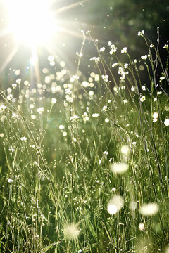 Fototapeta Sunlit Field of White Wildflowers and Green Grass