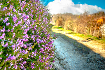 strada, senitero, fiori