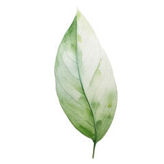 Obraz premium A single green leaf with intricate veins and a smooth surface, capturing the essence of nature's beauty.