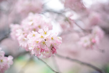 神代曙