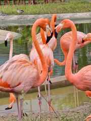 Pink colour birds