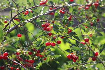 red berries on a branch