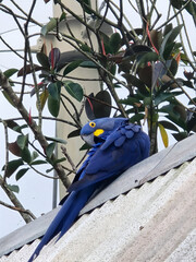 blue and yellow macaw