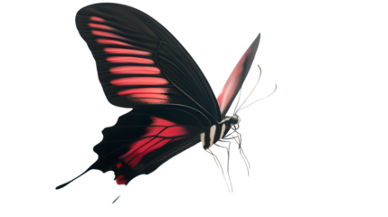 Vibrant Red and Black Butterfly with Detailed Wings Perfect for Nature and Design Projects