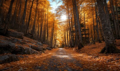 Sunlit path through autumnal forest golden leaves covering ground and rocky edges