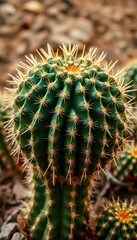 Fototapeta premium Barrel cactus, round, spiny, ribbed, desert plant, plant, spines, saguaro
