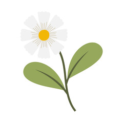 White flower illustration