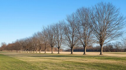 Obraz premium A row of bare deciduous hardwood trees in winter
