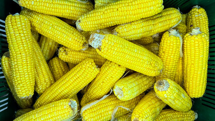 A lot of raw corn cob. Top view