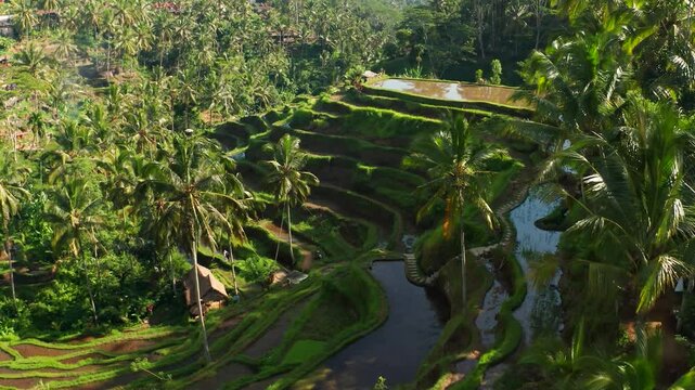 Beautiful view of the Ceking Rice Terraces, Tegalalang Rice Terraces, farming greanery .