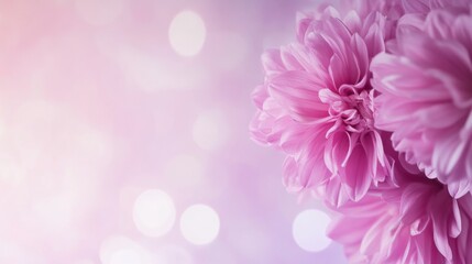 Fototapeta premium Vibrant floral arrangement nature photography soft focus close-up beauty of pink chrysanthemums